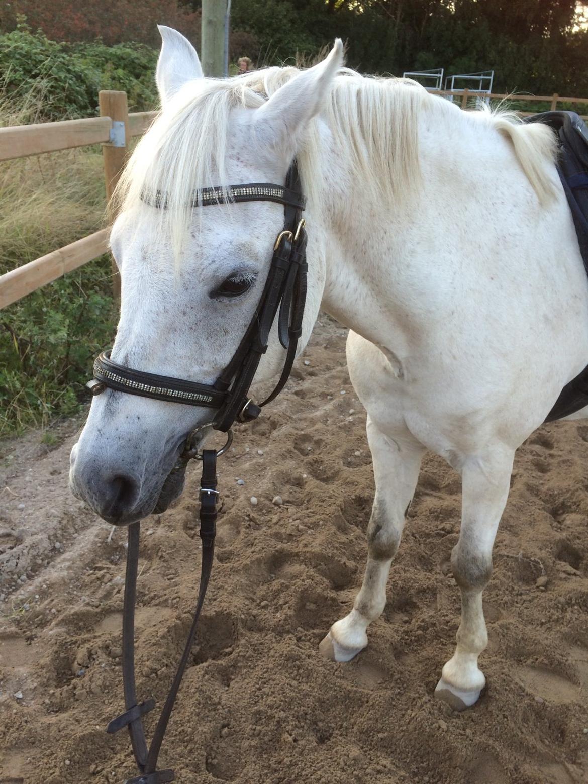 Welsh Pony (sec B) Skovbjergs Choice billede 11