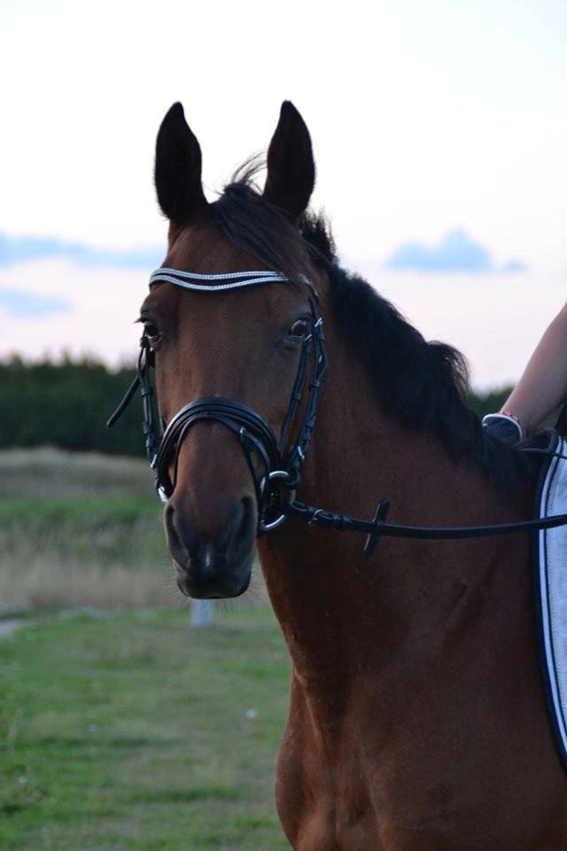 Anden særlig race Beauty Kronborg billede 3