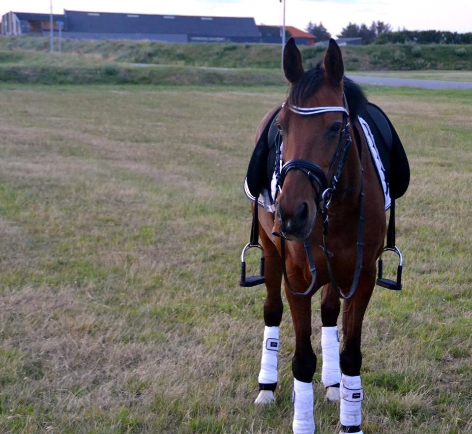 Anden særlig race Beauty Kronborg billede 5