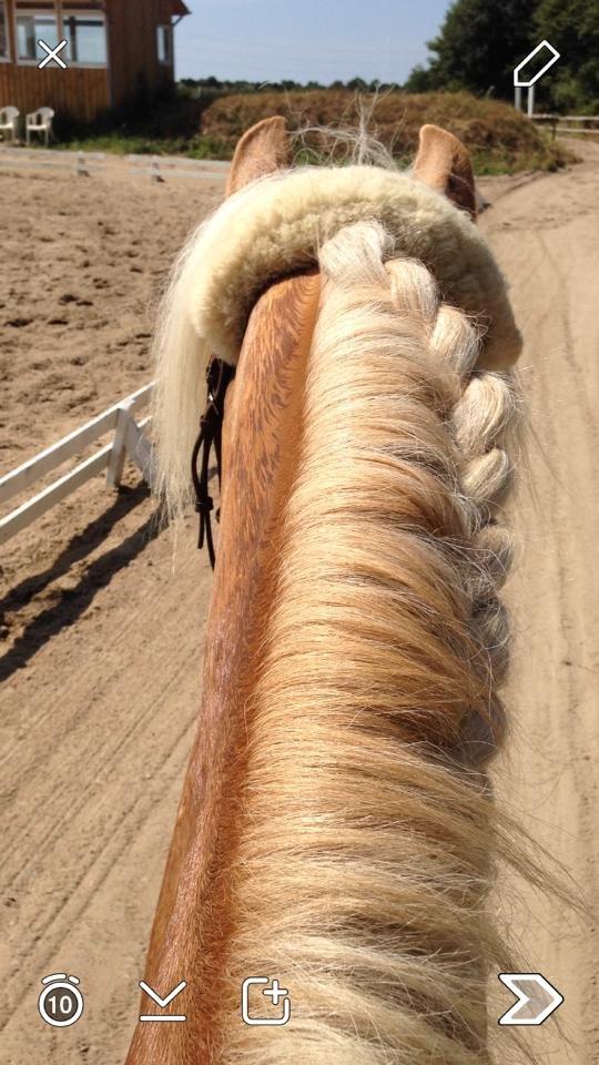 Haflinger santana RH ( Haffe! ) - Lækker mule til træning idag, det har været varmt puha :) billede 11