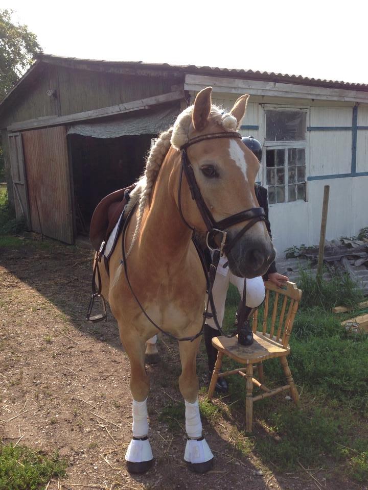 Haflinger santana RH ( Haffe! ) - Mulen er klar til stævne med hans nye part (Y) billede 1
