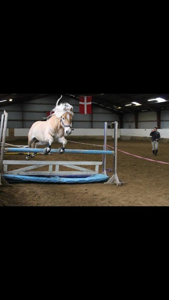 Haflinger santana RH ( Haffe! ) - Vi hopper lige lidt (1 meters penge)  billede 16