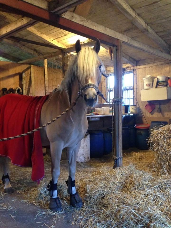Haflinger santana RH ( Haffe! ) - Pony mulen <3 billede 18