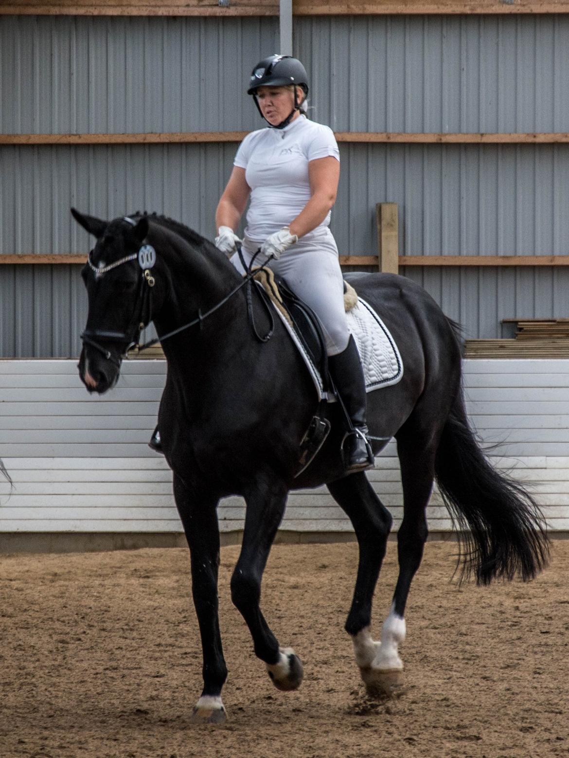Dansk Varmblod Schaløer billede 10