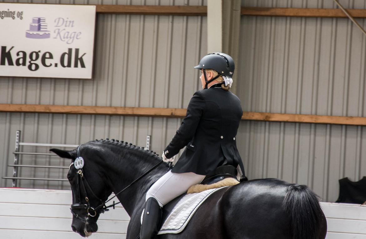 Dansk Varmblod Schaløer billede 13