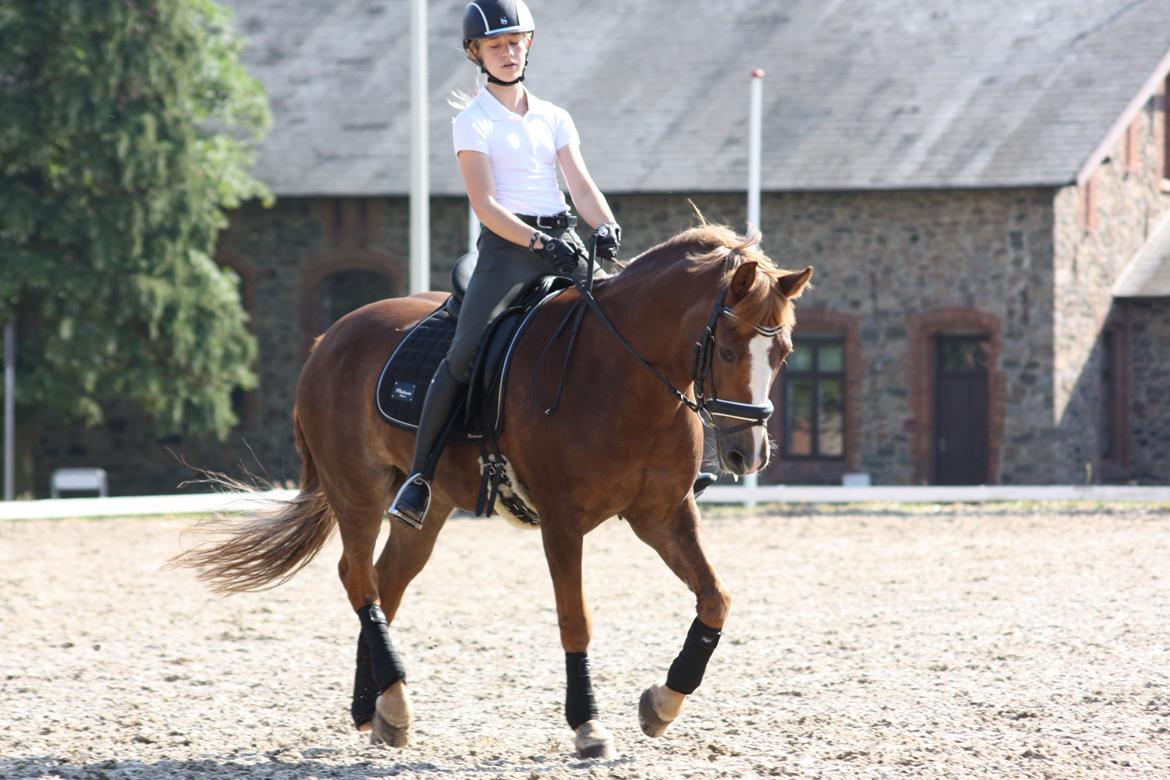 New Forest Adeleide - Vilhelmsborg sommer 2014 billede 16