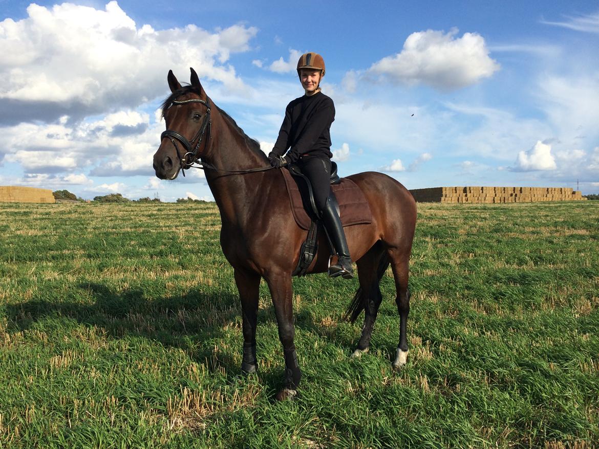 Dansk Varmblod Gørklintgårds Gaia billede 6