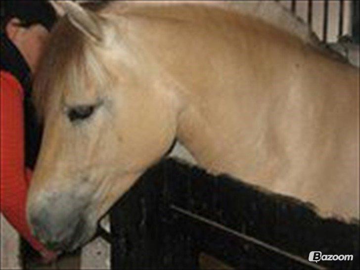 Fjordhest Ditte Fjord billede 7