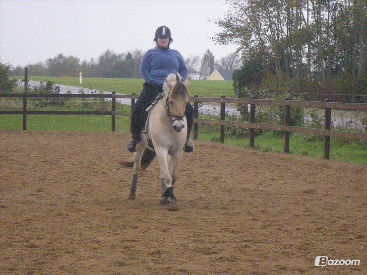 Anden særlig race Granstedets Key Lime Pie (Strit) billede 4
