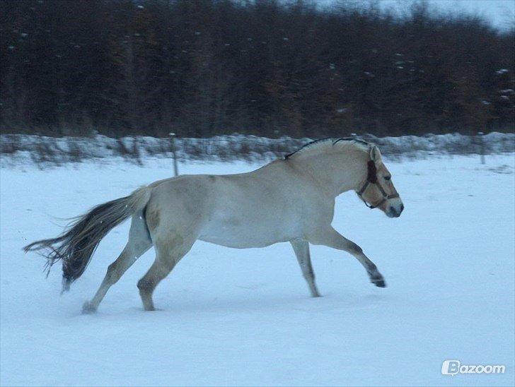 Anden særlig race Granstedets Key Lime Pie (Strit) billede 5