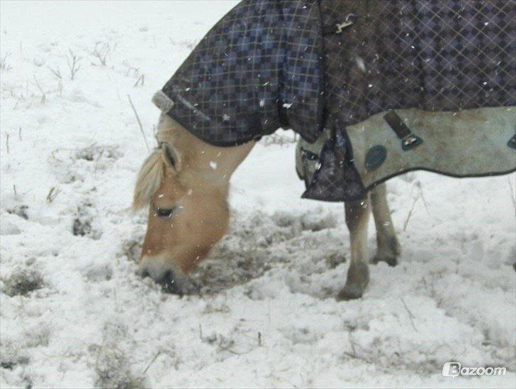 Anden særlig race Granstedets Key Lime Pie (Strit) billede 6