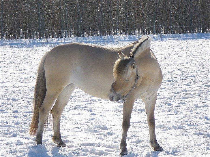 Anden særlig race Granstedets Key Lime Pie (Strit) billede 10