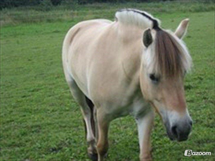 Anden særlig race Granstedets Key Lime Pie (Strit) billede 11