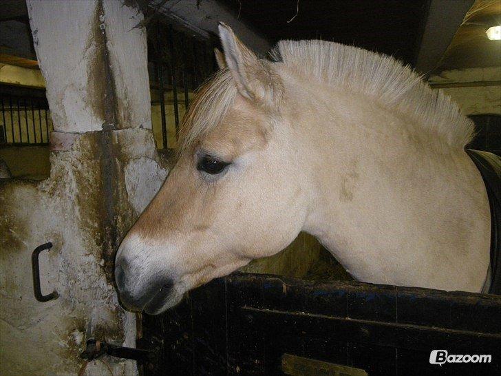 Anden særlig race Granstedets Key Lime Pie (Strit) billede 7