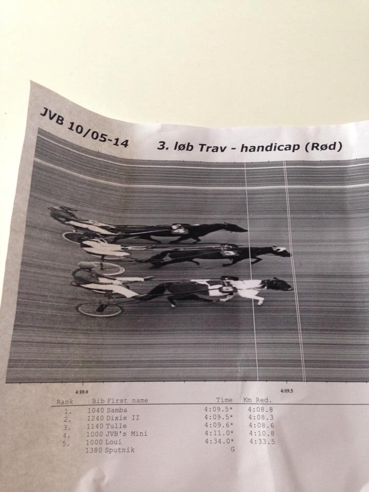 Anden særlig race Samba billede 5