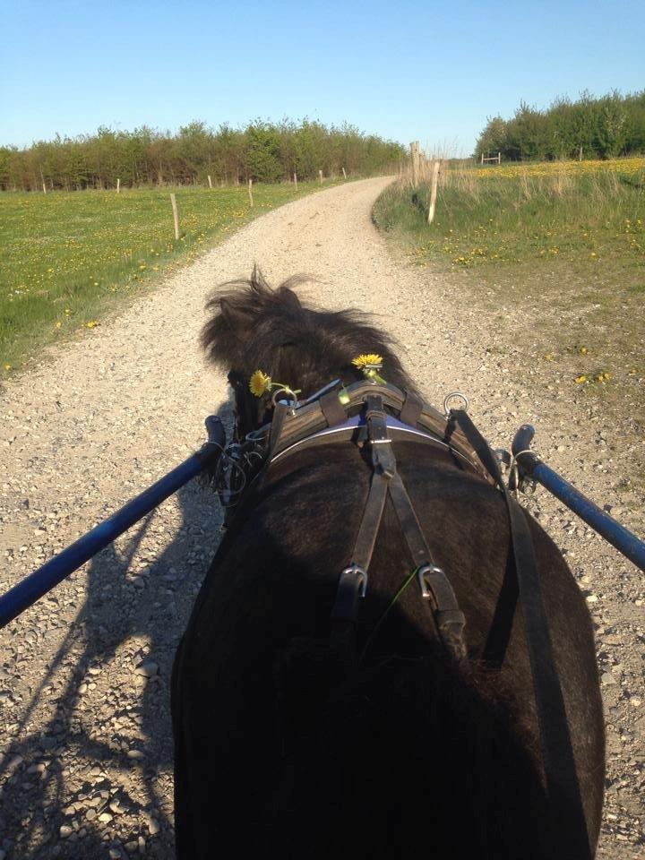 Anden særlig race Samba billede 6