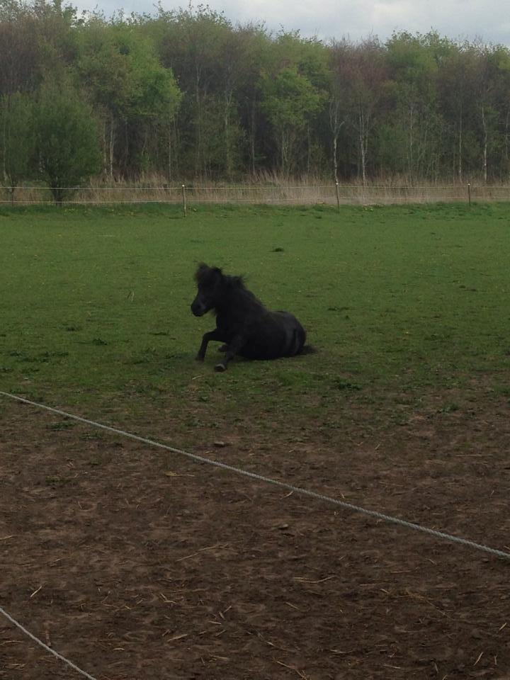 Anden særlig race Samba billede 7