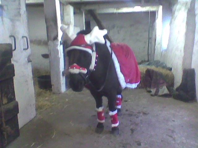 Anden særlig race Samba billede 8