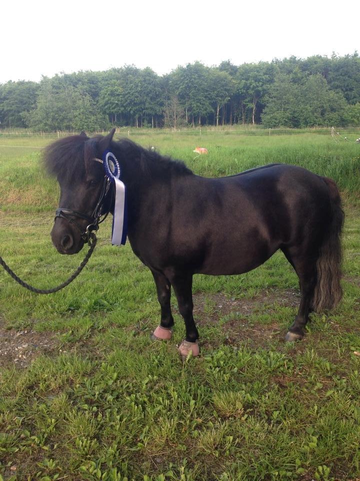 Anden særlig race Samba billede 2