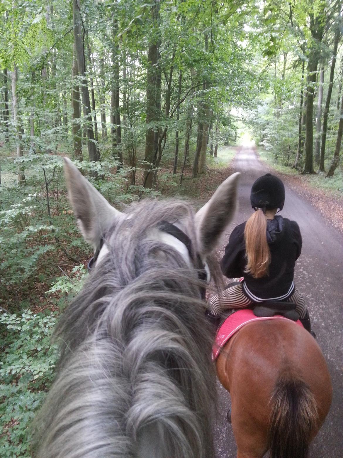 Anden særlig race Isha billede 12