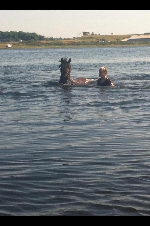 Anden særlig race Abby - Gotcha billede 16
