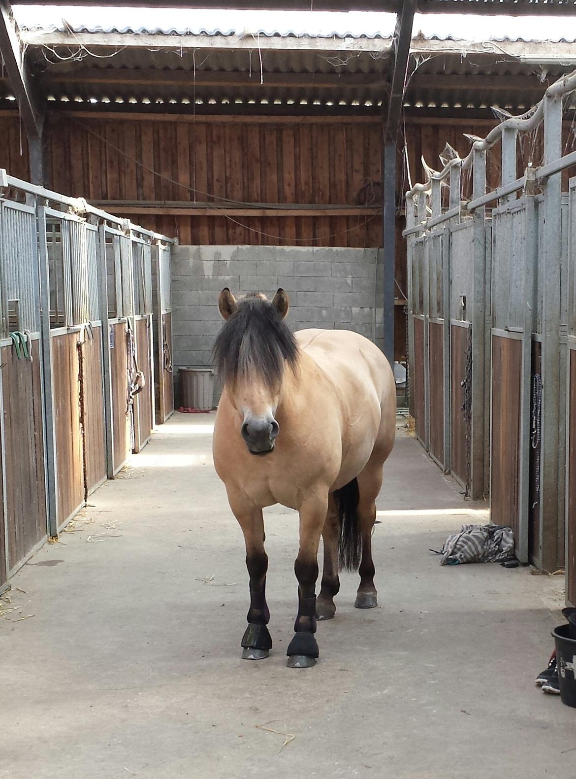 Anden særlig race Caroline billede 1