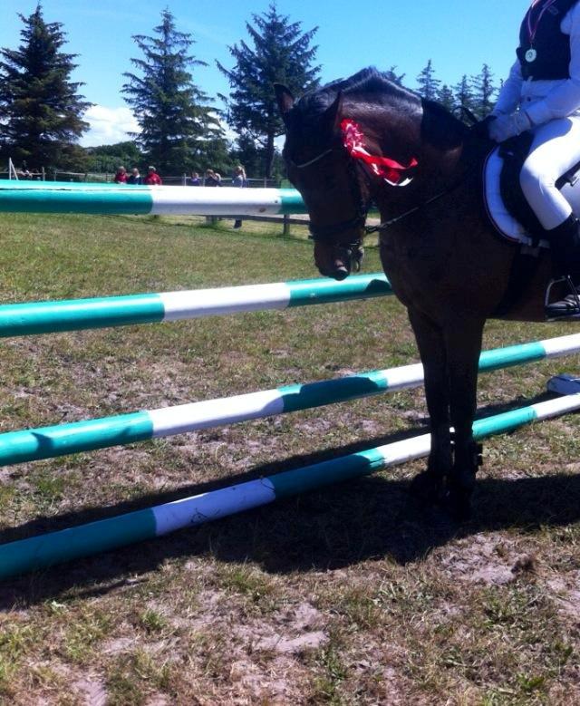 Anden særlig race Abby - Gotcha billede 9