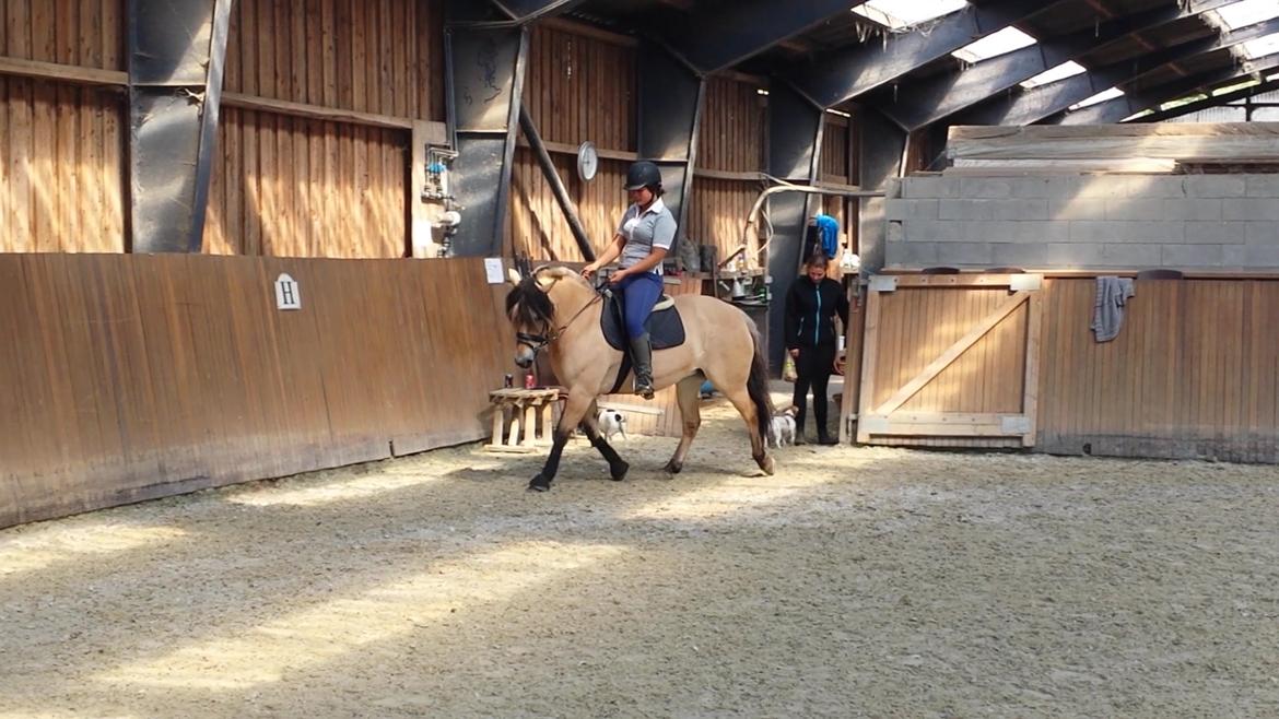 Anden særlig race Caroline billede 5