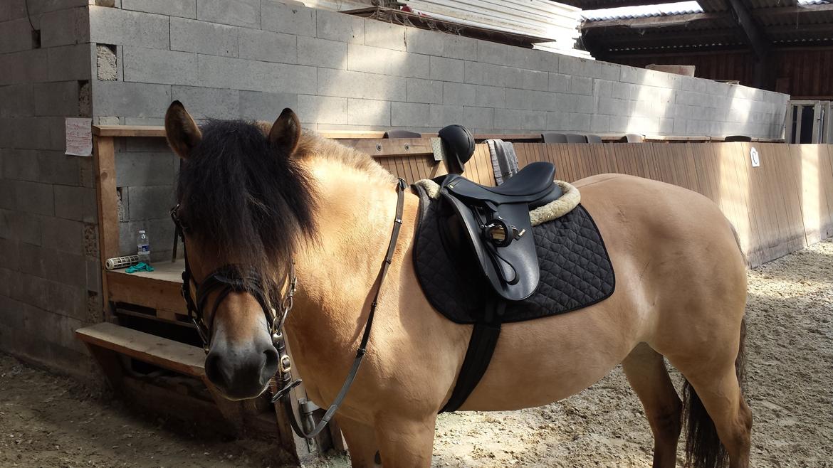 Anden særlig race Caroline billede 8