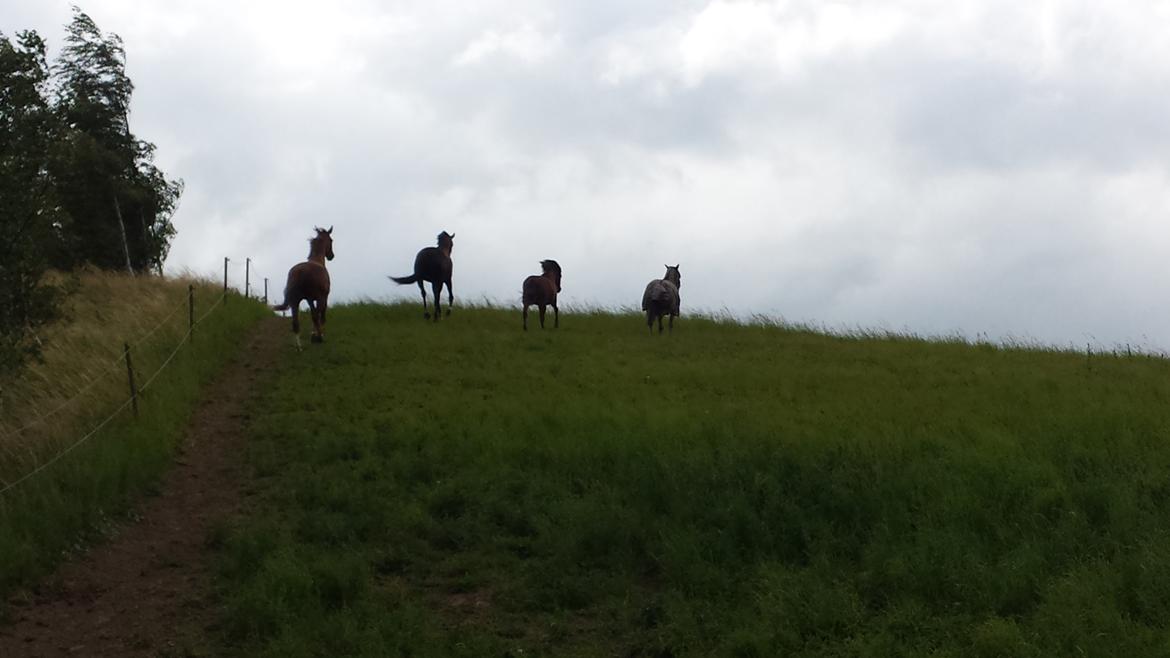 Anden særlig race Caroline billede 9