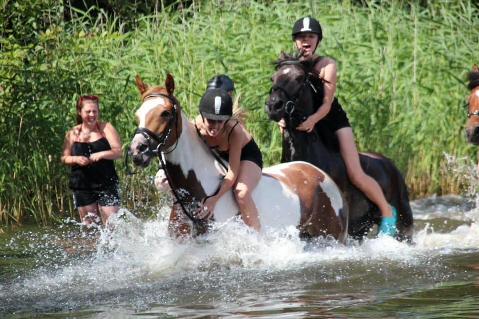 Pinto Lushira Højgård (Lusi) billede 2