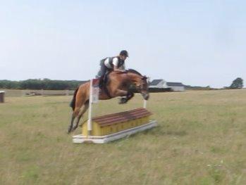 New Forest Fafner K. (Fafferlaf) billede 8