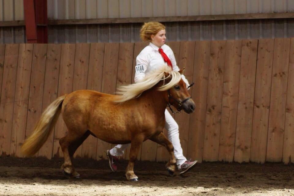 Shetlænder Ladegårds Lucia billede 11