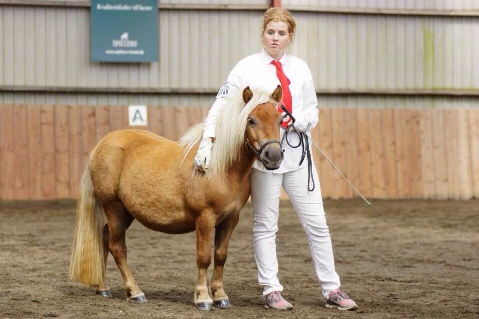 Shetlænder Ladegårds Lucia billede 12