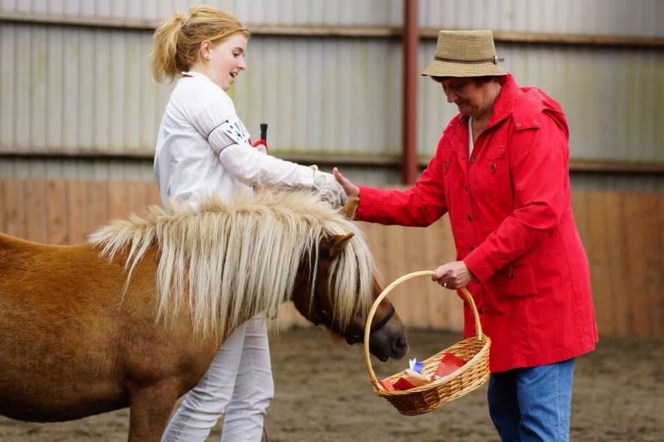 Shetlænder Ladegårds Lucia billede 13