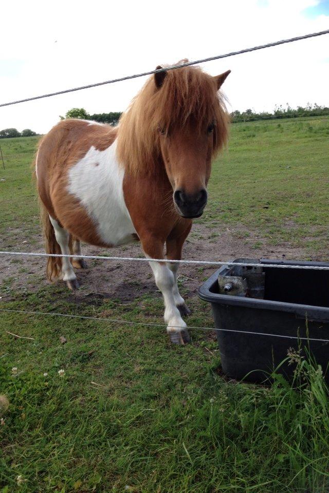 Anden særlig race Line billede 12
