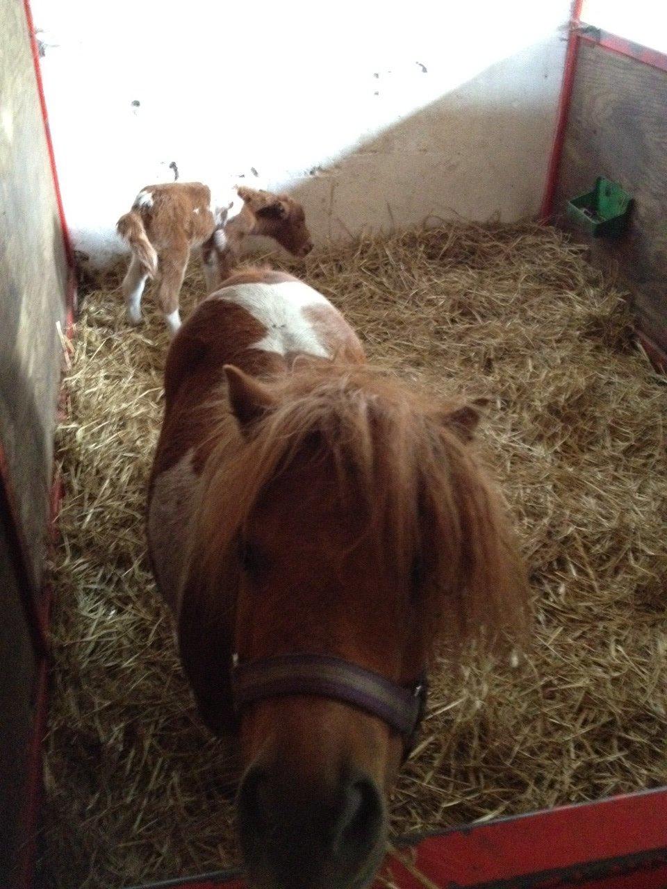 Anden særlig race Line billede 13