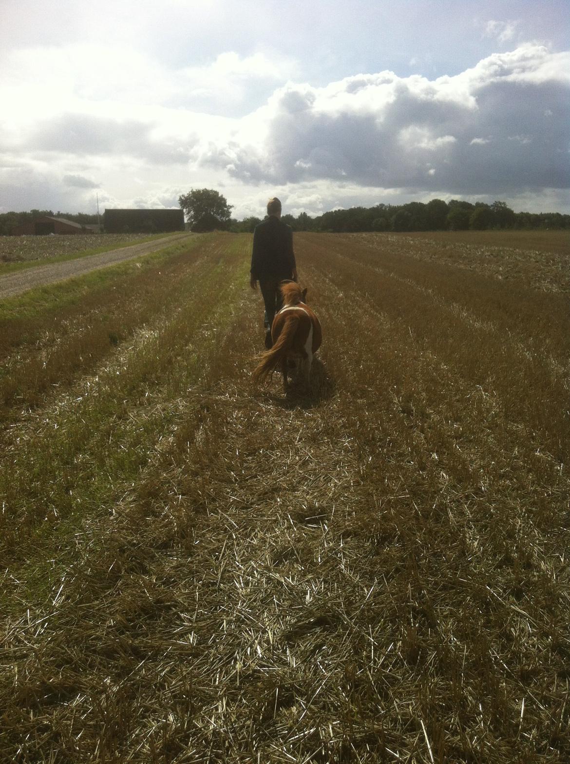 Anden særlig race Line billede 14