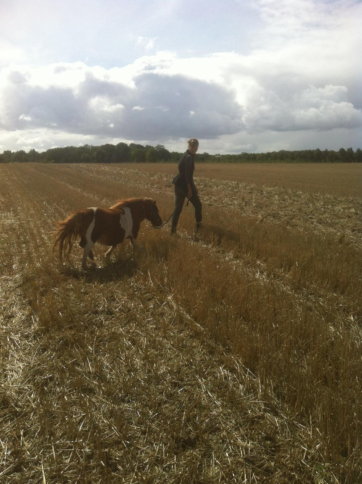 Anden særlig race Line billede 15