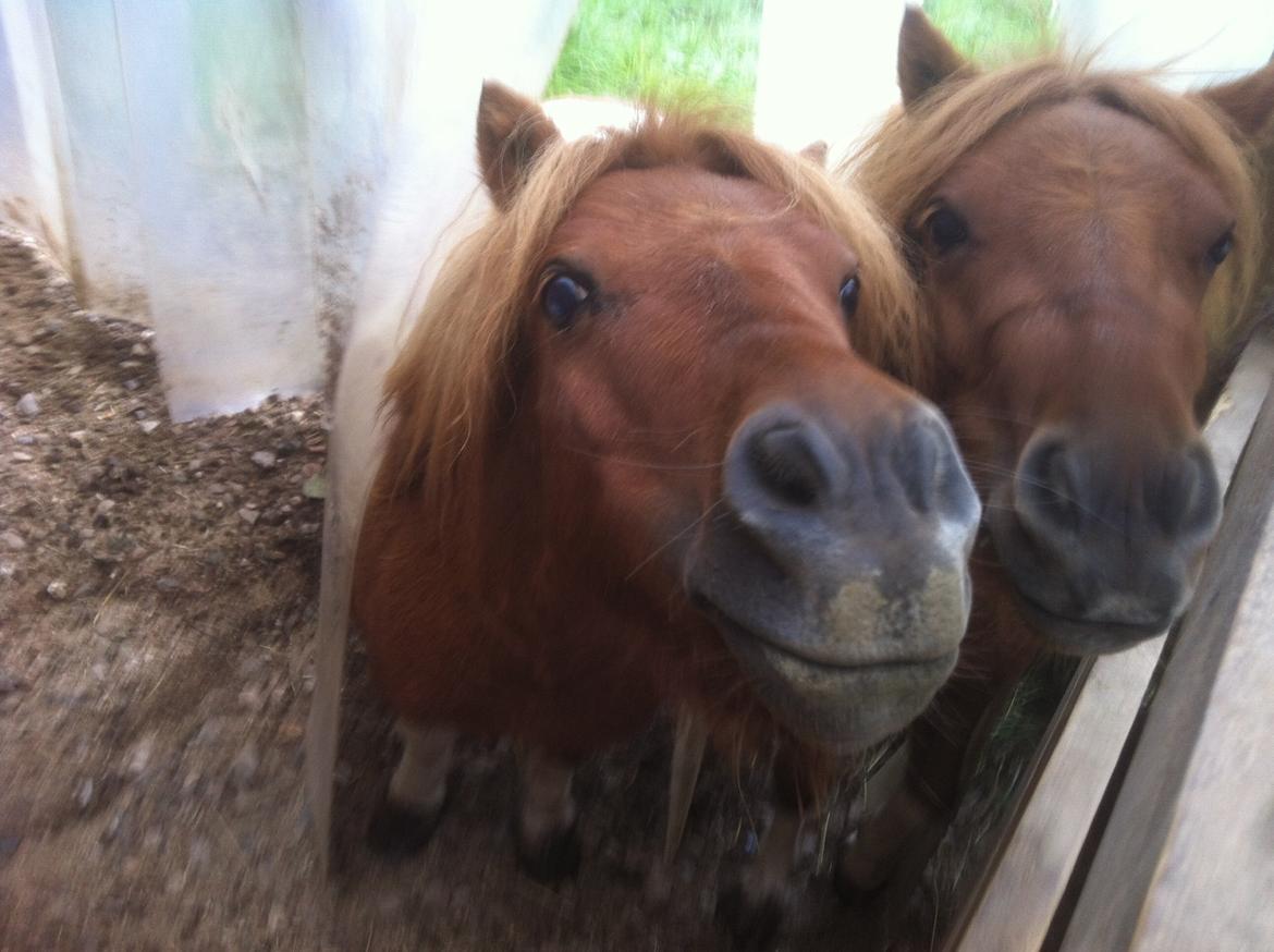 Anden særlig race Line billede 16