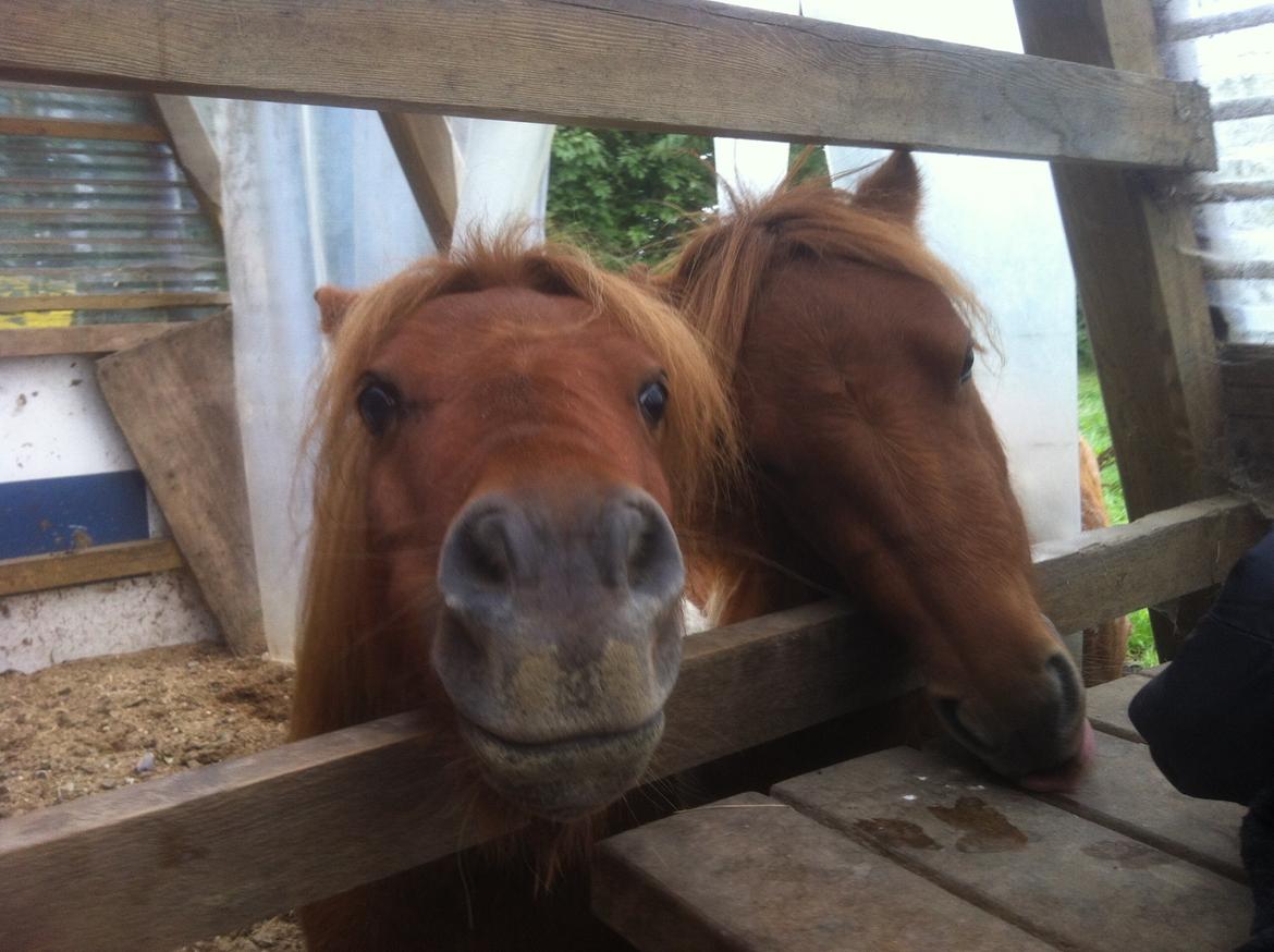 Anden særlig race Line billede 17