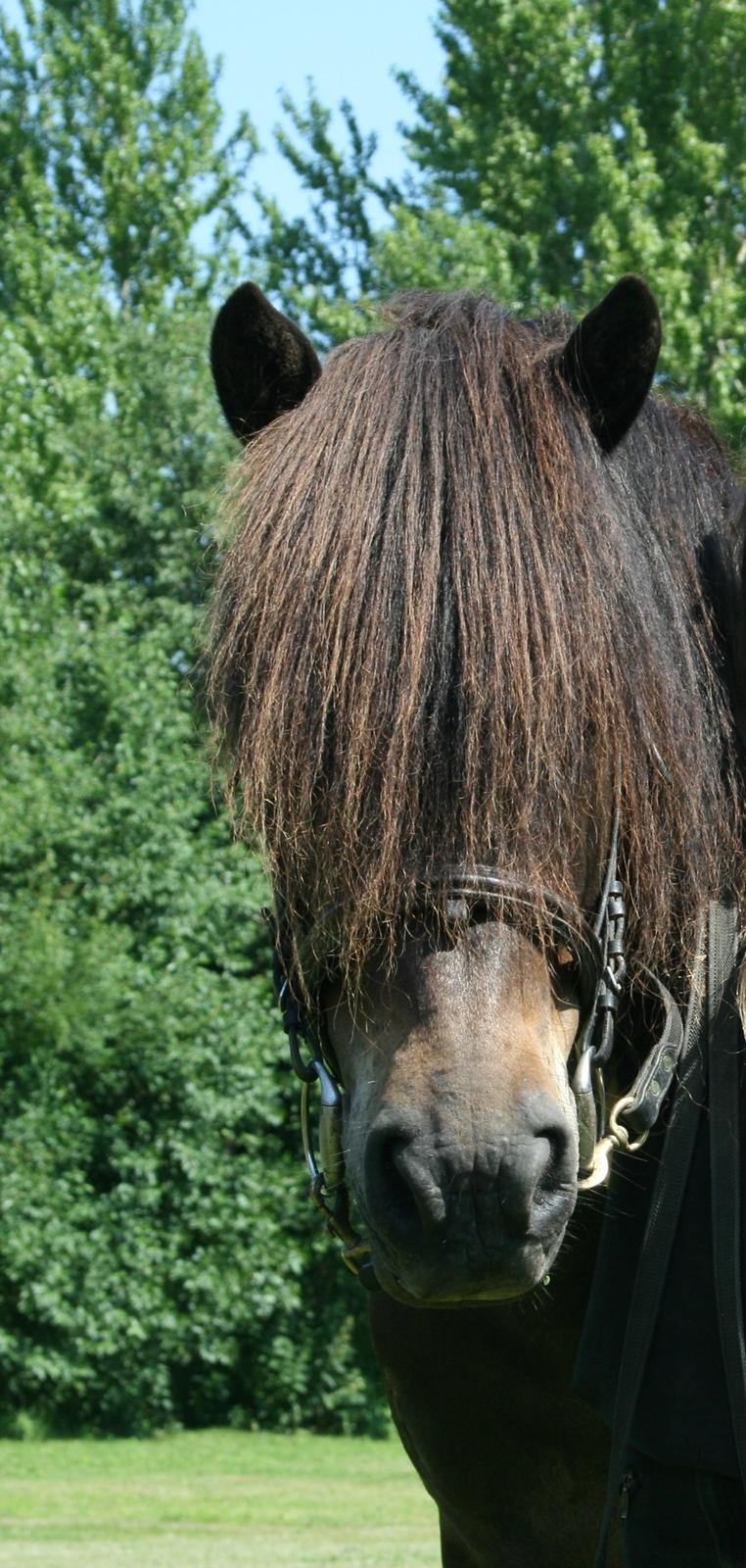 Islænder Hrammur fra Miðhjáleigu - <3 billede 5