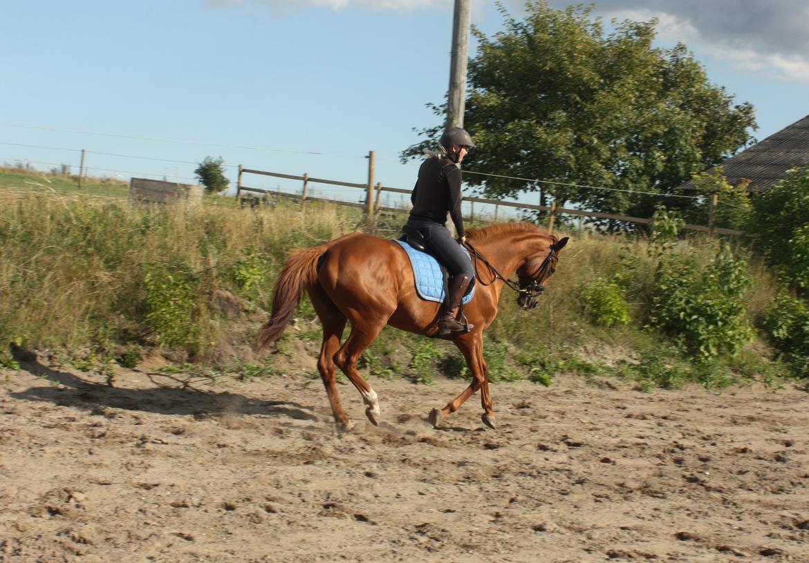 Fuldblod (XX) Macho Dancer (Ire) billede 2