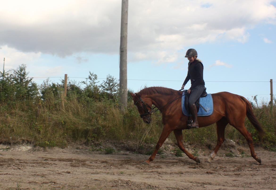 Fuldblod (XX) Macho Dancer (Ire) billede 19