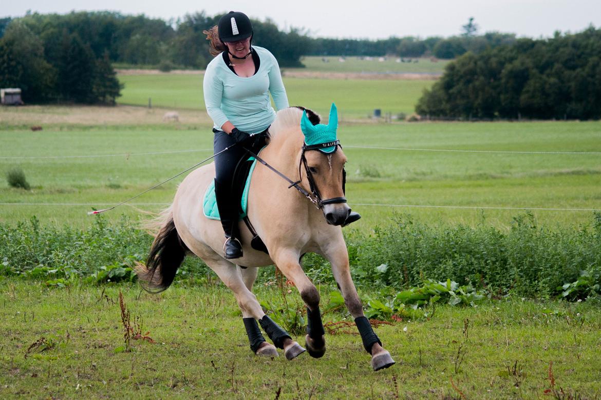 Fjordhest Tjalfe Fjordvang - Sommer 2014, nu begynder højregaloppen at ligne noget <3 billede 10
