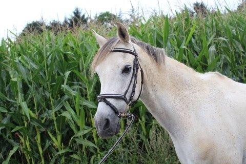 DSP Baxter billede 17