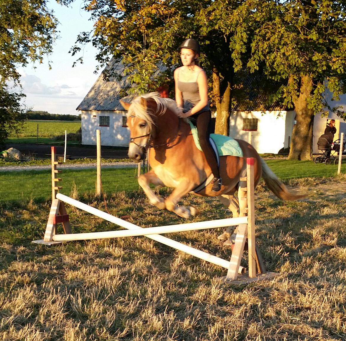 Tyroler Haflinger Ice Røgtergaard billede 15