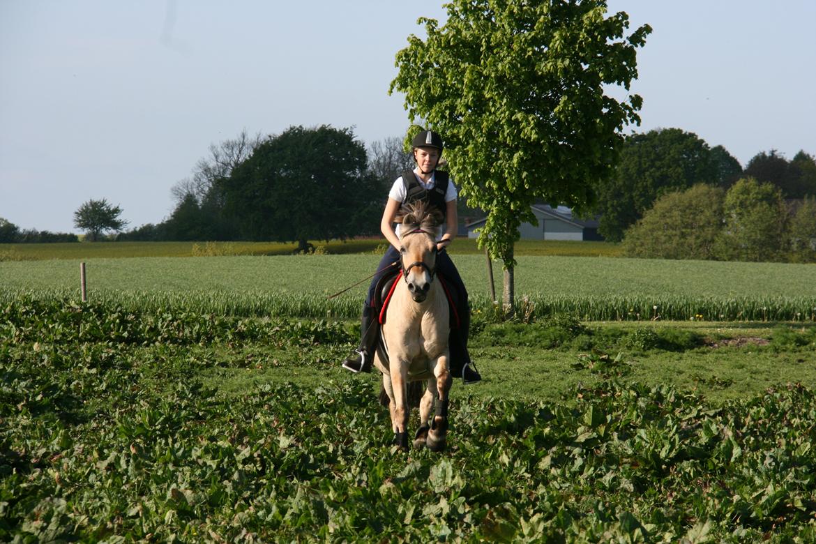 Fjordhest Felicia billede 2