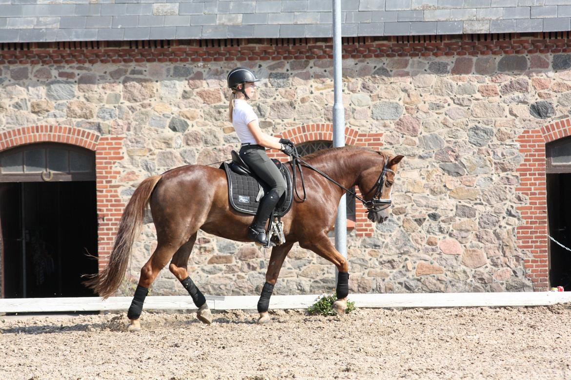 New Forest Adeleide - Sommerlejr Vilhelmsborg billede 9