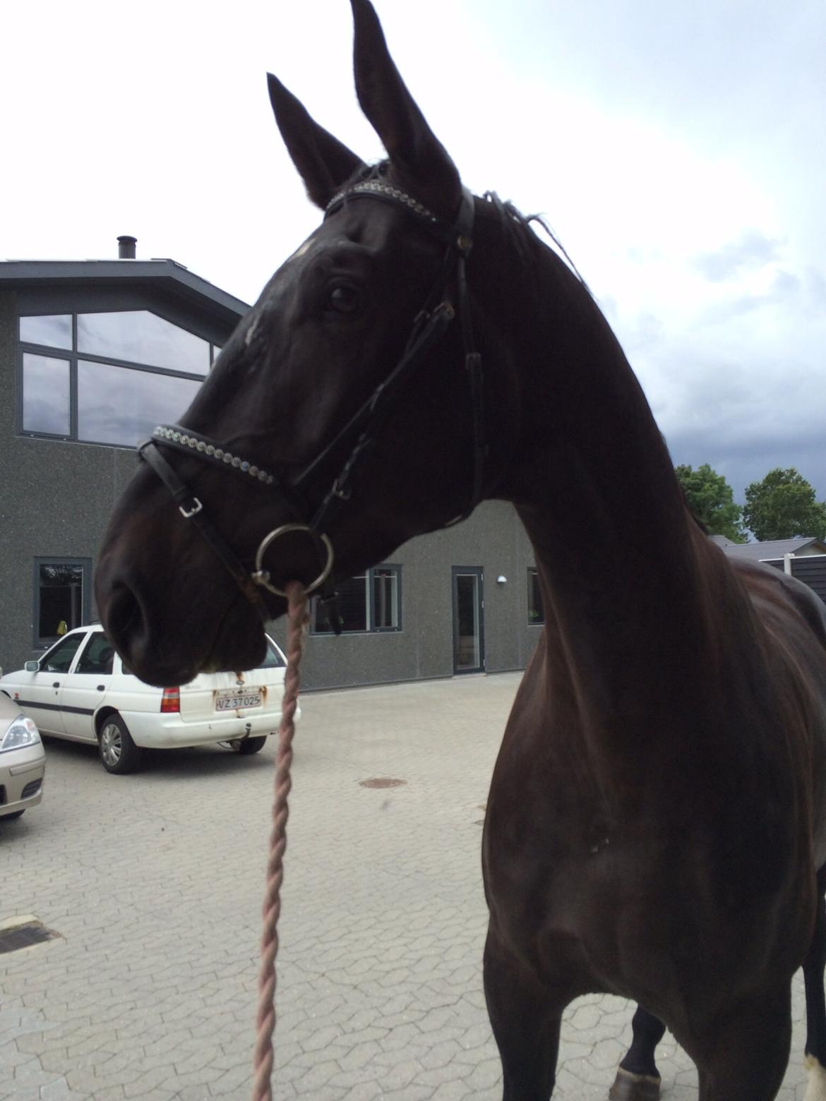 Oldenborg Ikaros billede 14